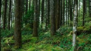 বাংলাদেশের প্রাকৃতিক সম্পদ
