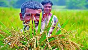 বাংলাদেশের কৃষক | ভাষা ও সাহিত্য | বাংলা রচনা সম্ভার 2 বাংলাদেশের কৃষক