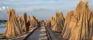 বাংলাদেশের পাটশিল্প সমস্যা ও সম্ভাবনা